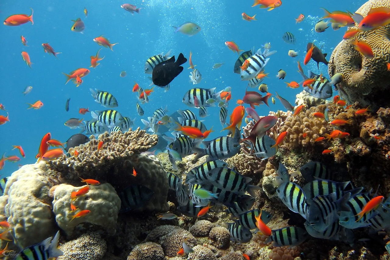 fish, aquarium, sea, nature, fish tank, coral reef, reef