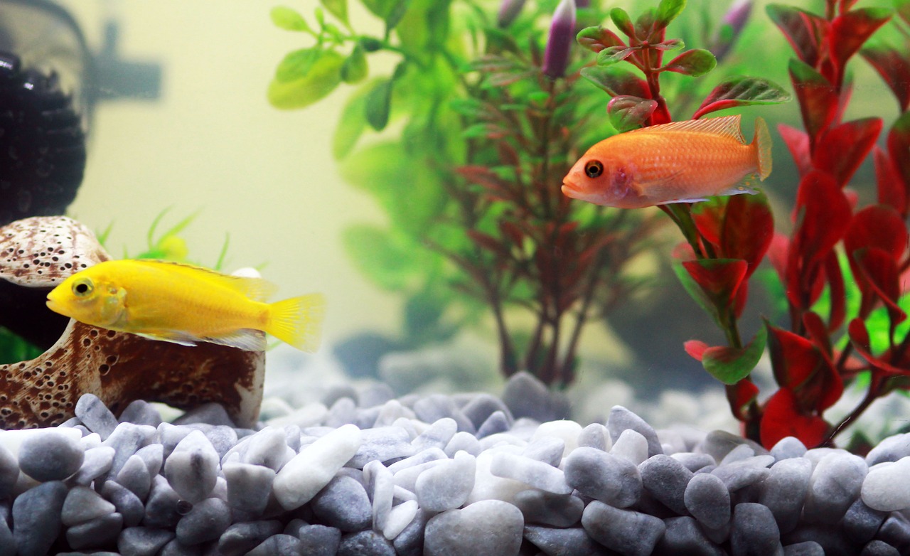 fish, aquarium, yellow fish
