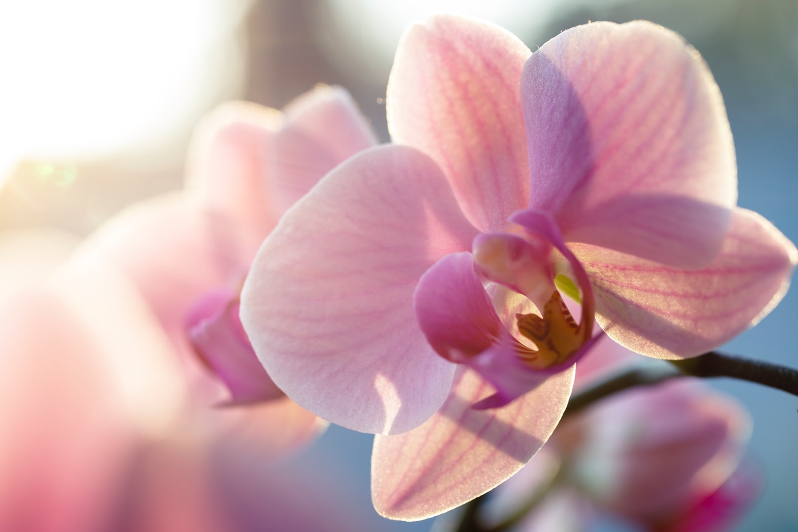 pink moth orchid in bloom in close up photography