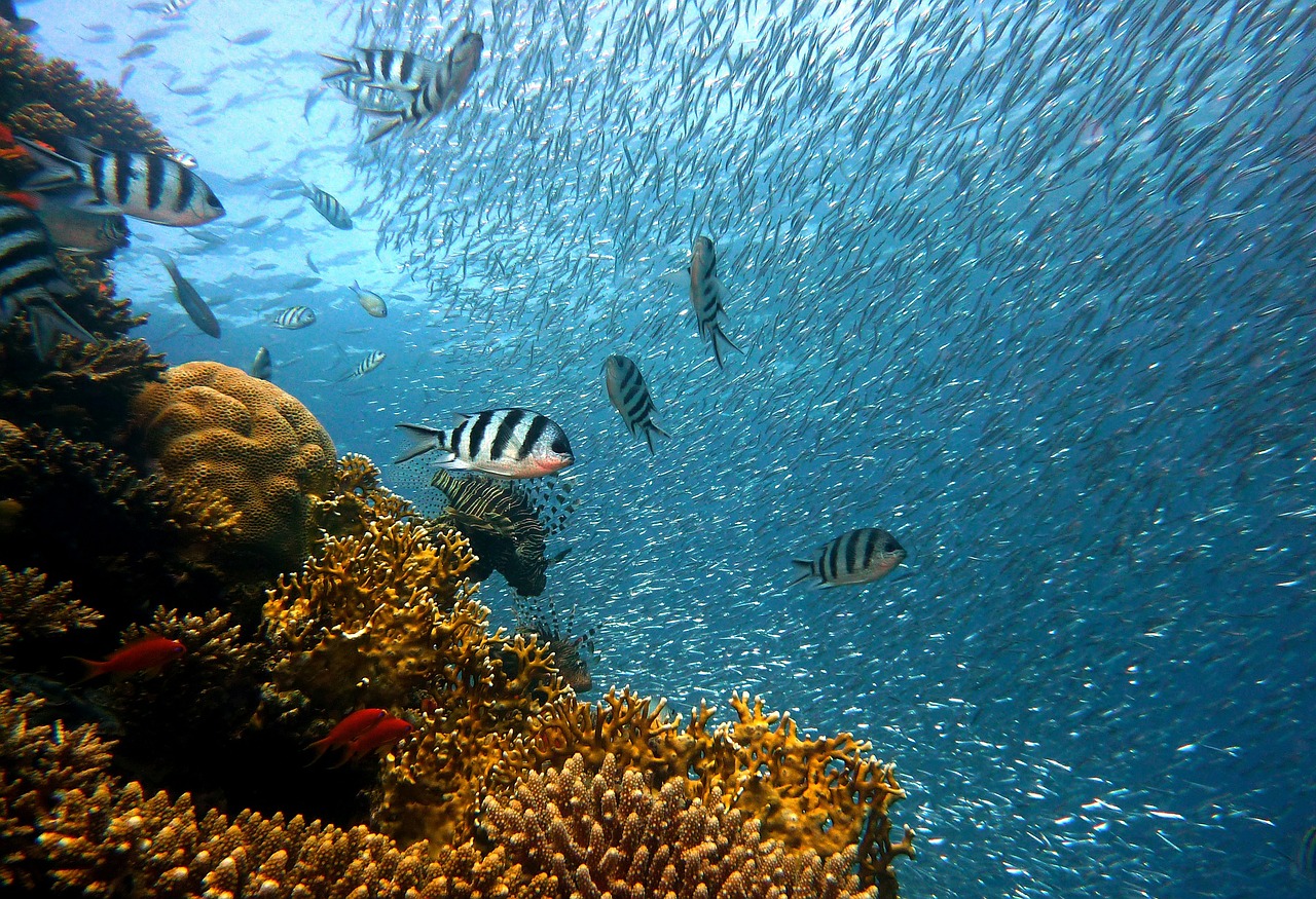 fish, underwater, corals-378286.jpg