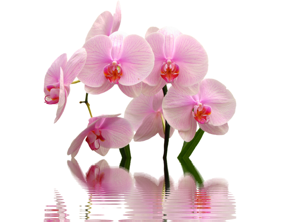 orchid, blossoms, pink-2708538.jpg