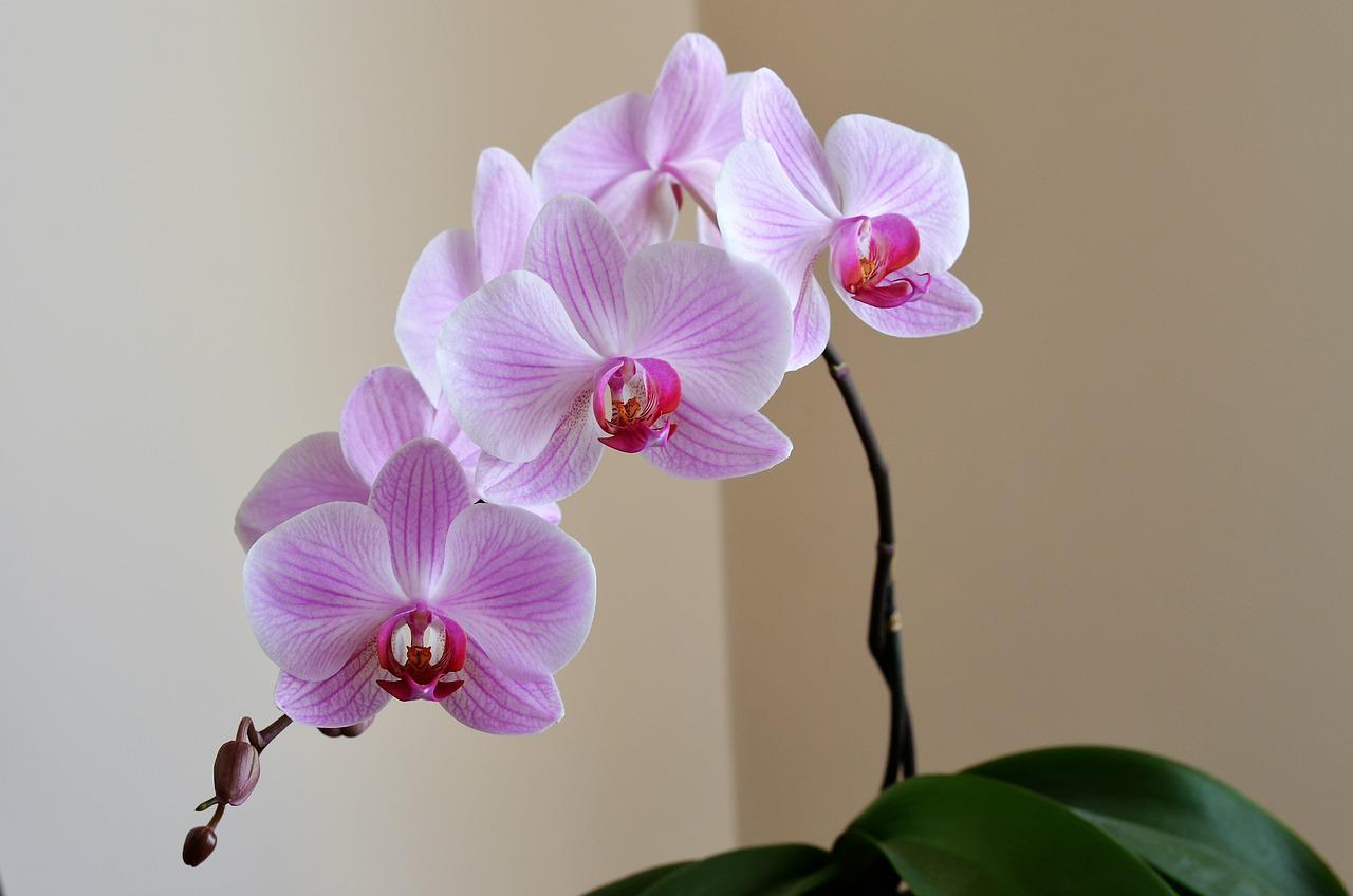 orchid, lilac, flower-2427238.jpg