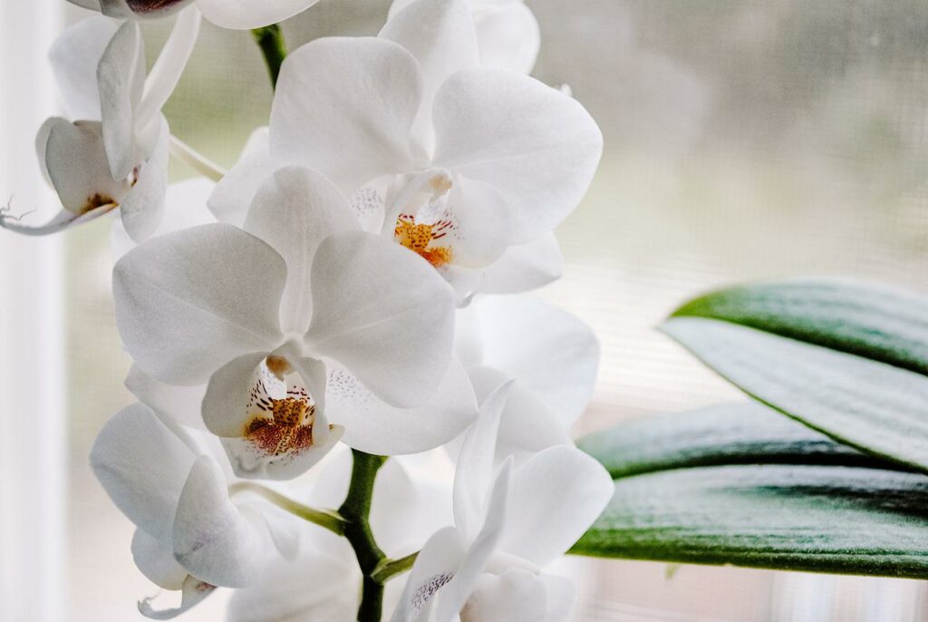 plant, flower, orchid-6691763.jpg